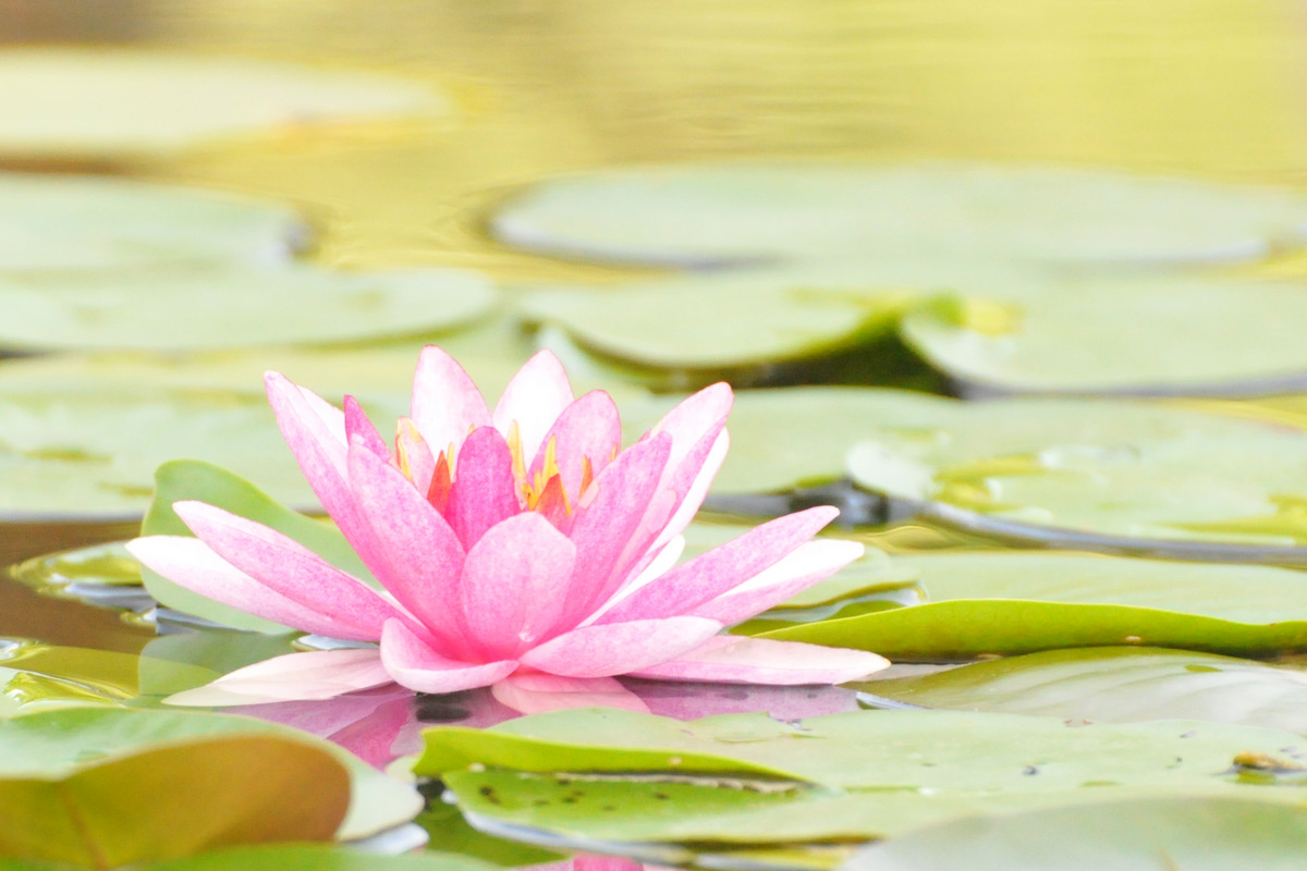 Atlanta Botanical Gardens, Atlanta Georgia - Water Lily
